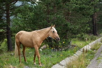 Obraz premium Horses running free in green forest, outdoor horse walking