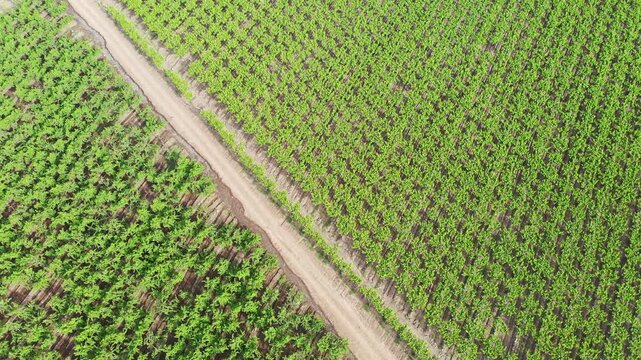 UVA de mesa los Andes DJI_0088
