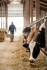 Close-up of a cow eating in a modern dairy barn with soft natural light.