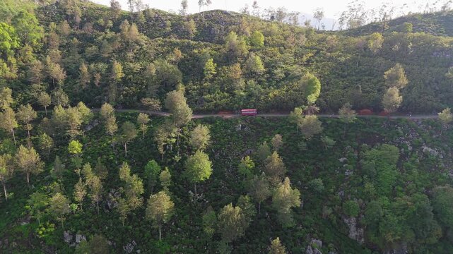 Aerial of Bus Moving Uphill Among Tea Plantations and Tall Silver Oaks