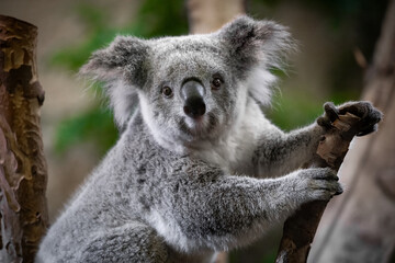 Real photograph of a fluffy koala sitting on the tree branch in a zoo