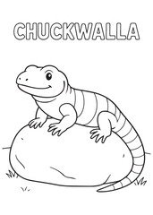 coloring book Chuckwalla – A chuckwalla sitting on a big rock.