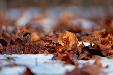 Falling leaves and winter - Red leaves in the snow