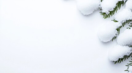 Snow-Covered Fir Branches on White Background, winter , holiday