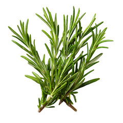 Fototapeta premium Rosemary sprig on black background on white background