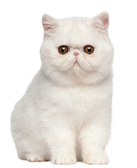 Adorable cat white exotic shorthair cat sitting and looking forward transparent