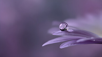 Delicate water droplet glistening on a soft purple flower petal, a moment of natural beauty and purity.