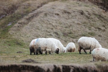 Obraz premium A peaceful scene unfolds as fluffy sheep graze in a vibrant green meadow. Gentle hills rise in the background under a bright sky, evoking a sense of tranquility and nature's beauty