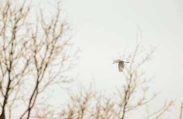 White egrets glide effortlessly through the cool morning sky, their elegant wings contrasting against the stark, leafless trees. A peaceful winter scene captures the essence of nature