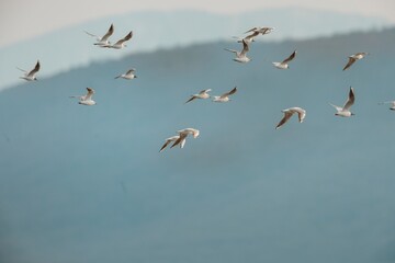 A large group of birds gracefully glides through the air over soft blue mountains during early morning light, capturing the beauty of nature in motion and tranquility