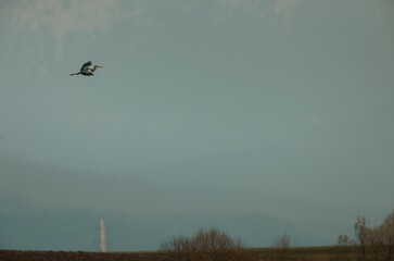 A heron flies smoothly above a calm countryside as dusk paints the sky with soft colors. In the background, faint mountains stand against the horizon, creating a peaceful scene
