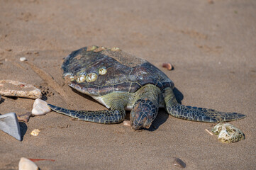 Dead Green Sea Turtle, Chelonia mydas, Found Washed Up on the Beach, Sur, Oman