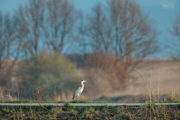 A graceful heron is perched by the riverbank, surrounded by nature's serene beauty. The trees in the background add a tranquil atmosphere on a bright spring morning