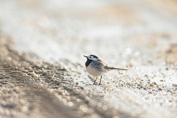 In a sun-drenched setting, a delicate bird stands gracefully on a textured path, surrounded by soft hues. The scene evokes tranquility and showcases the simple joys of nature