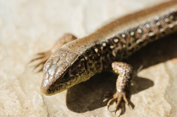 A small lizard rests on a sunlit rock, showcasing its intricate scales. The gentle light highlights the texture of its skin, creating a peaceful scene in the wild