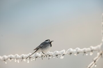 A delicate bird balances on a barbed wire, surrounded by frost glistening in the morning light. The serene sky shifts in soft colors, enhancing the peaceful winter atmosphere