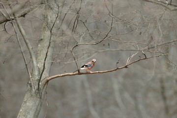 A vibrant jay rests on a slender branch, surrounded by bare trees in a serene forest. The scene captures the stillness of late autumn, inviting calm and reflection