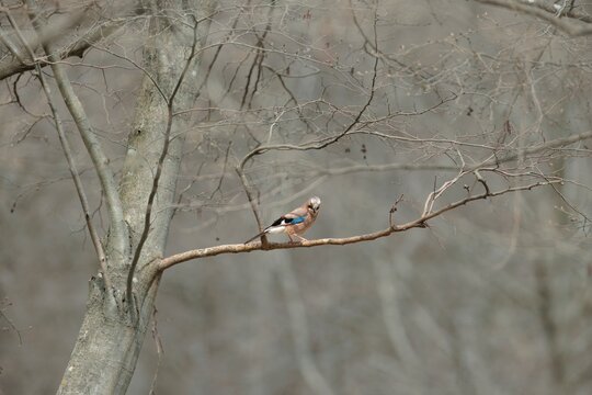 A vibrant jay rests on a slender branch, surrounded by bare trees in a serene forest. The scene captures the stillness of late autumn, inviting calm and reflection - Powered by Adobe