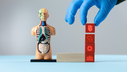 A doctor's hand places wooden cubes with a heart icon and medical icons next to an anatomical model. Space for text. Regular medical check-up, cardiac arrest prevention.