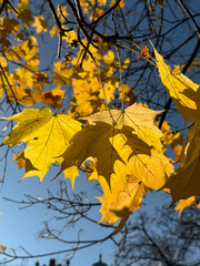 Golden Autumn maple Leaves in Clear Sky: Close-Up of Bright Yellow Maple Foliage
