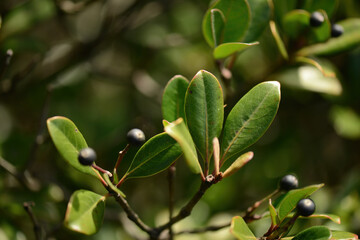 Rhaphiolepis umbellata leaf showing glossy leathery oval blades clustered at branch tips in coastal evergreen shrubs