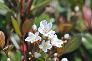 Rhaphiolepis umbellata flowers forming white spring panicles clustered at branch ends of coastal evergreen shrubs