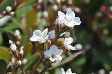 Rhaphiolepis umbellata flowers forming white spring panicles clustered at branch ends of coastal evergreen shrubs