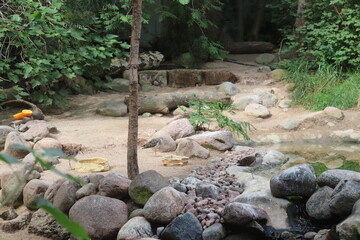 Obraz premium wild animals in the zoo