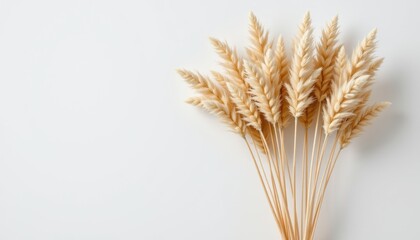 Fototapeta premium Dried wheat stalks arranged on a light background showcasing natural textures and subtle colors for decorative purposes