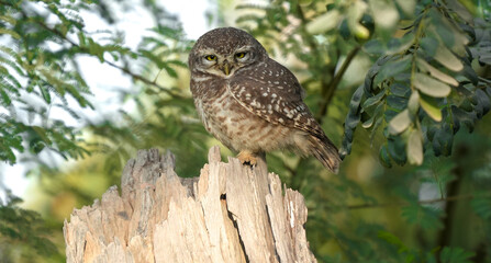 Spotted Owlet (Athene brama) Perched on Tree Trunk – Small Wild Owlet Sitting Alert in Natural Habitat