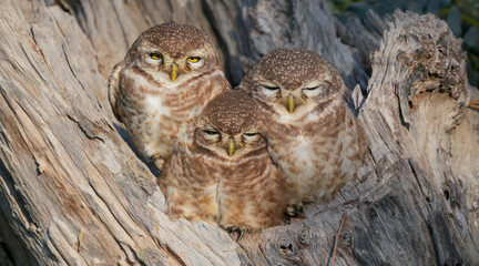 Group of Spotted Owlets (Athene brama) Roosting in Tree Hollow – Small Charming Owlets Resting Together in Natural Habitat