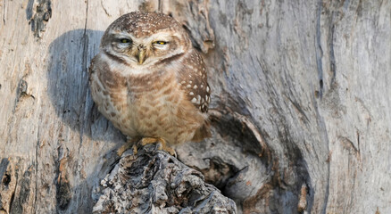 Spotted Owlet (Athene brama) Perched on Tree Trunk – Small Wild Owlet Sitting Alert in Natural Habitat