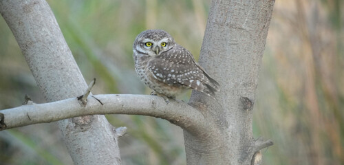 Spotted Owlet (Athene brama) Perched on Tree Trunk – Small Wild Owlet Sitting Alert in Natural Habitat