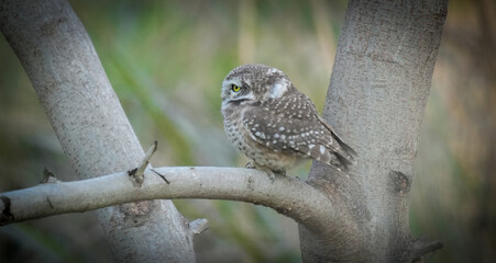 Spotted Owlet (Athene brama) Perched on Tree Trunk – Small Wild Owlet Sitting Alert in Natural Habitat