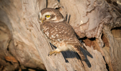 Spotted Owlet (Athene brama) Perched on Tree Trunk – Small Wild Owlet Sitting Alert in Natural Habitat
