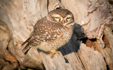 Spotted Owlet (Athene brama) Perched on Tree Trunk – Small Wild Owlet Sitting Alert in Natural Habitat