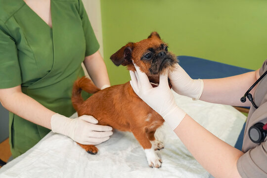 Veterinary professionals in gloves assess the health of a Petit Brabancon during an examination. The dog receives attentive care in a clean clinic setting focused on its well-being