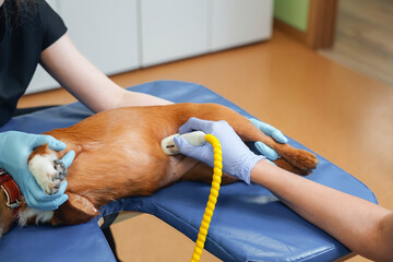 A veterinarian and assistant conduct an ultrasound on a dog's paw to evaluate for injury or illness. The furry mongrel is being examined in a clean clinic setting