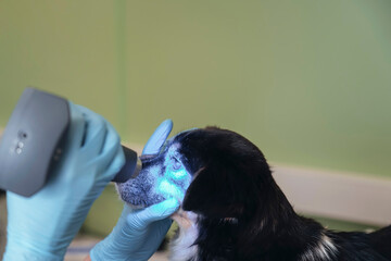 A puppy receives a thorough eye examination by a veterinarian using a tonometer. The doctor checks for eye pressure and other vision issues in the sterile clinic setting