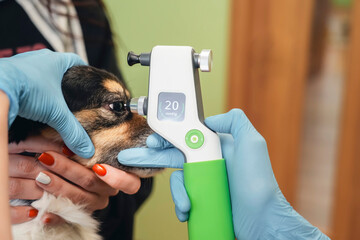 A veterinarian checks a puppy's eye pressure with a tonometer while being held by an owner. The...