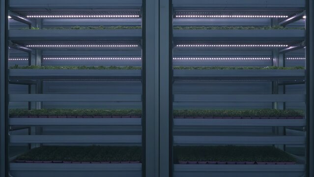 Indoor vertical farm showcasing rows of leafy greens under led lighting systems