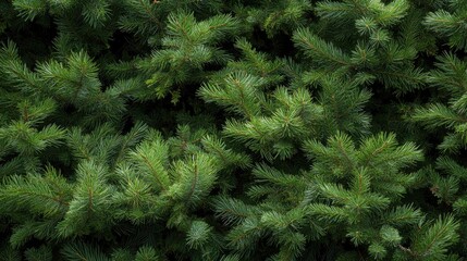 Naklejka premium The image features lush green pine branches arranged on a dark backdrop, emphasizing their vibrant color and natural beauty