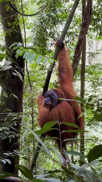 A critically endangered Sumatran Orangutan Pongo abelii climbs in a tall tree in the lush jungle near Bukit Lawang in Gunung Leuser National Park, Sumatra, Indonesia.