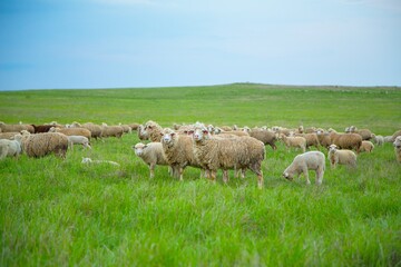 Obraz premium The sheep grazing and walking on green grass .
