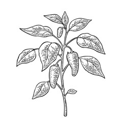 Branch of jalapeno plant with leaf and pepper. Vintage vector engraving black illustration isolated on white