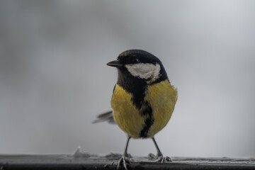 Fototapeta premium Winter Portrait of a Great Tit (Parus major) Perched on a Snowy Ledge