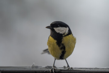 Winter Portrait of a Great Tit (Parus major) Perched on a Snowy Ledge