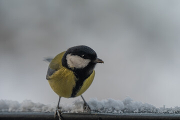Winter Portrait of a Great Tit (Parus major) Perched on a Snowy Ledge