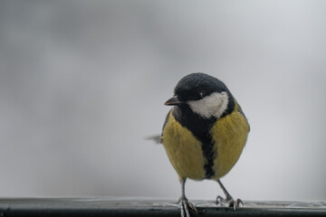 Winter Portrait of a Great Tit (Parus major) Perched on a Snowy Ledge