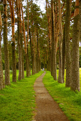 Fototapeta premium Forest Pathway Through Tall Pine Trees in Belarus